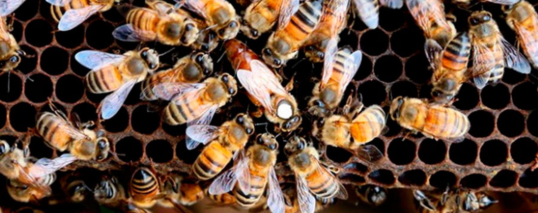 Las abejas endulzan el sector de la bioeconomía en Colombia