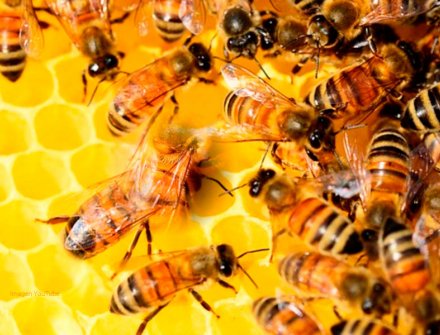 ¿Existe alguna consecuencia si las abejas se extinguieran? 