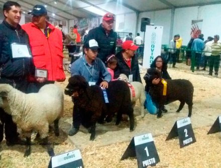 Precooperativa de ovinos presente en Expocundinamarca