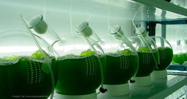 Alternativa ecológica que limpiará fuentes hídricas con microalgas 