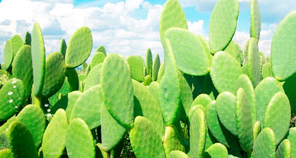 Conozca el cactus generador de energía