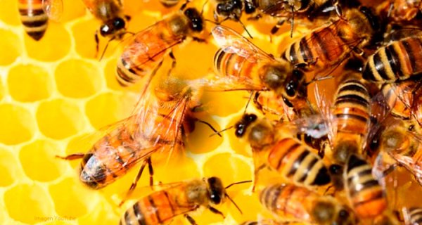 ¿Existe alguna consecuencia si las abejas se extinguieran? 