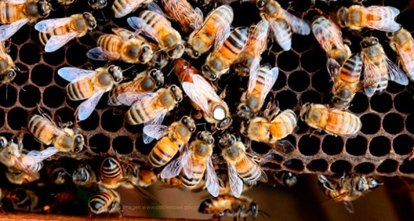 Las abejas endulzan el sector de la bioeconomía en Colombia