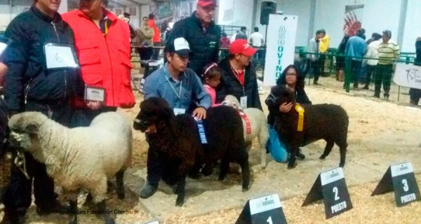 Precooperativa de ovinos presente en Expocundinamarca